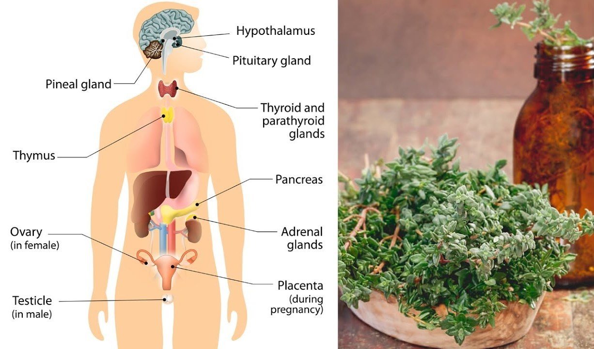 Como equilibrar os hormonios naturalmente Como equilibrar os hormônios naturalmente