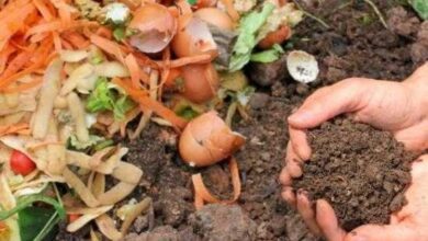 Como fazer adubo caseiro com casca de legumes