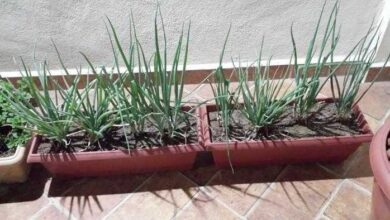 Como plantar Cebolinha no vaso