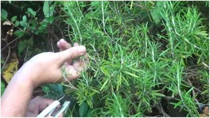 Como plantar alecrim a partir de um simples ramo alecrim