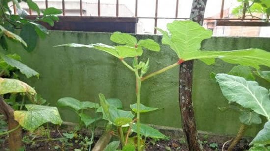 Como plantar pe de quiabo Como plantar pé de quiabo - Quiabeiro