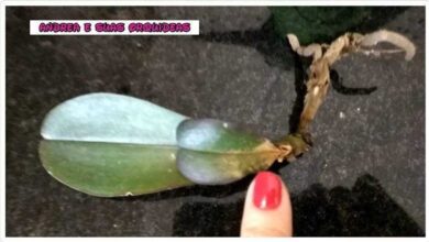 Como salvar uma orquídea sem raiz
