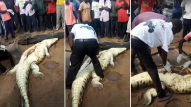 Corpo de menino é encontrado dentro de barriga de crocodilo