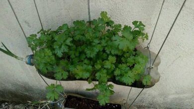Cultivando Coentro Em Garrafas PET
