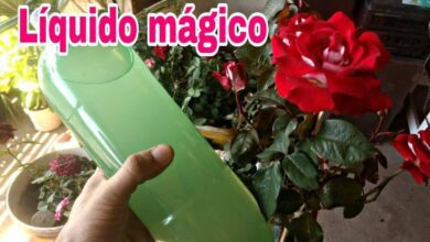 Dica de Como Fazer Rosas Florescer