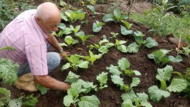 Dicas de Como Plantar e Adubar Couves