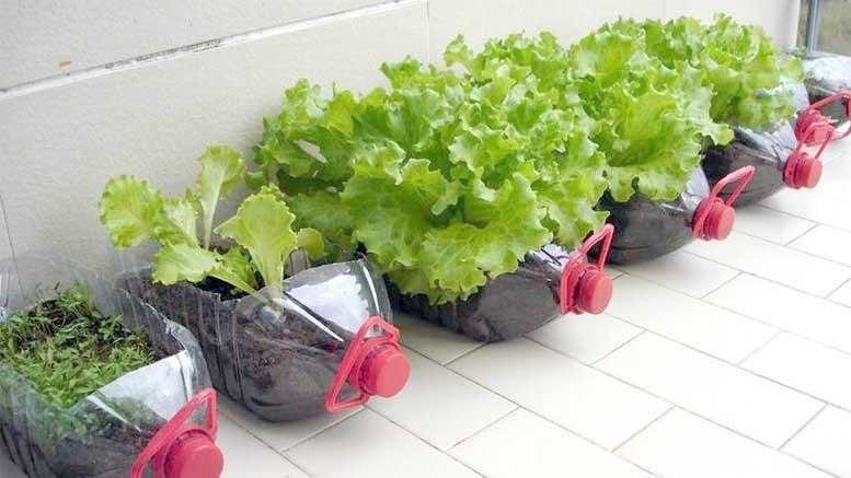 Dicas para fazer uma horta em casa Dicas para fazer uma horta em casa 6g