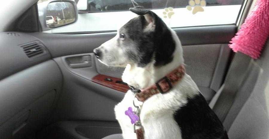 Este texto de adeus a uma cadela, vai te deixar com lágrima no olho… 1