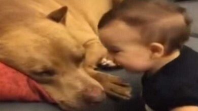 Este vídeo FOFO vai te deixar sem respirar por alguns instantes