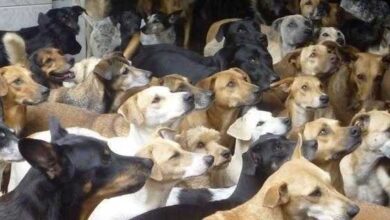 Família é presa suspeita de matar cachorros e usar a carne para fazer linguiça e vender nas feiras