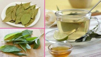 Folhas de louro: contra insônia, açúcar no sangue, hipertensão arterial e gordura