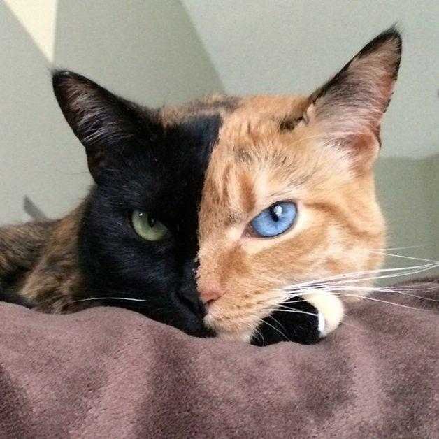 Gatinha conquista a internet por causa de quimerismo Gatinha conquista a internet por causa de quimerismo