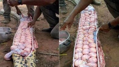 Homens capturam cobra gigante. E o que encontraram dentro dela é de assustar