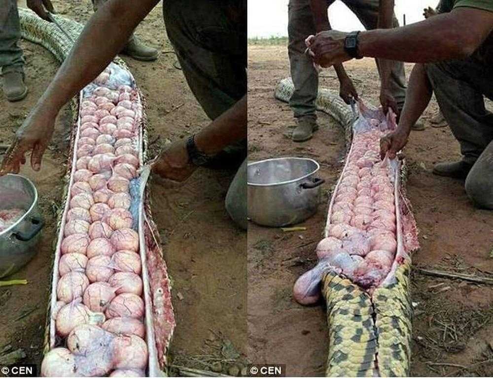 Homens capturam cobra gigante. E o que encontraram dentro dela é de assustar