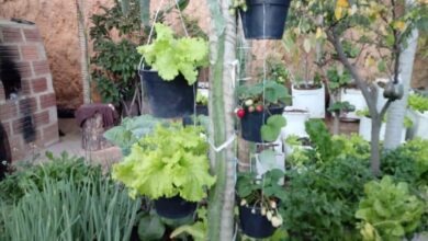 Horta Vertical Para Quem Tem Pouco Espaço