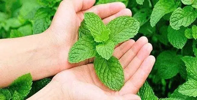 Hortela para tosse catarro Xarope de hortela caseiro limpa os