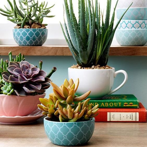 decoracao suculentas
