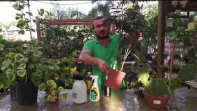 Inseticida Caseiro com Pinho Sol