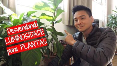 Luminosidade ideal para sua planta