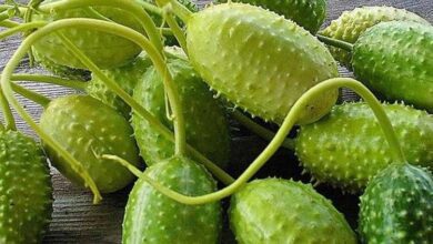 Maxixe é ótimo contra o colesterol e aumenta a imunidade, aprenda a consumir