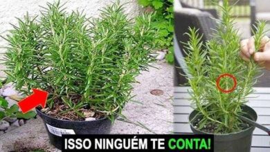 Melhor Dica para ter Sucesso no Plantio de Alecrim