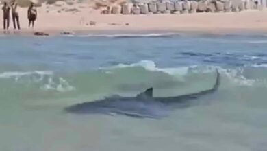 Nadador desaparece e teme-se sua morte após vídeo mostrar que foi arrastado por tubarão.