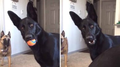 Pastor alemão fica confuso ao ouvir criança chorando pela primeira vez