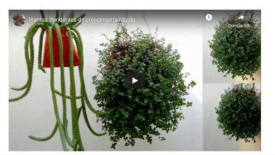 Plantas Pendentes de Fácil Cultivo