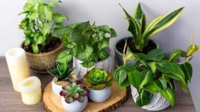 Plantas de protecao para afastar mas energias do seu lar Plantas de proteção para afastar más energias do seu lar