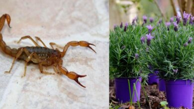 Plantas que afastam de casa escorpioes aranhas formigas moscas percevejos Plantas que afastam de casa escorpiões, aranhas, formigas, moscas, percevejos e carrapatos
