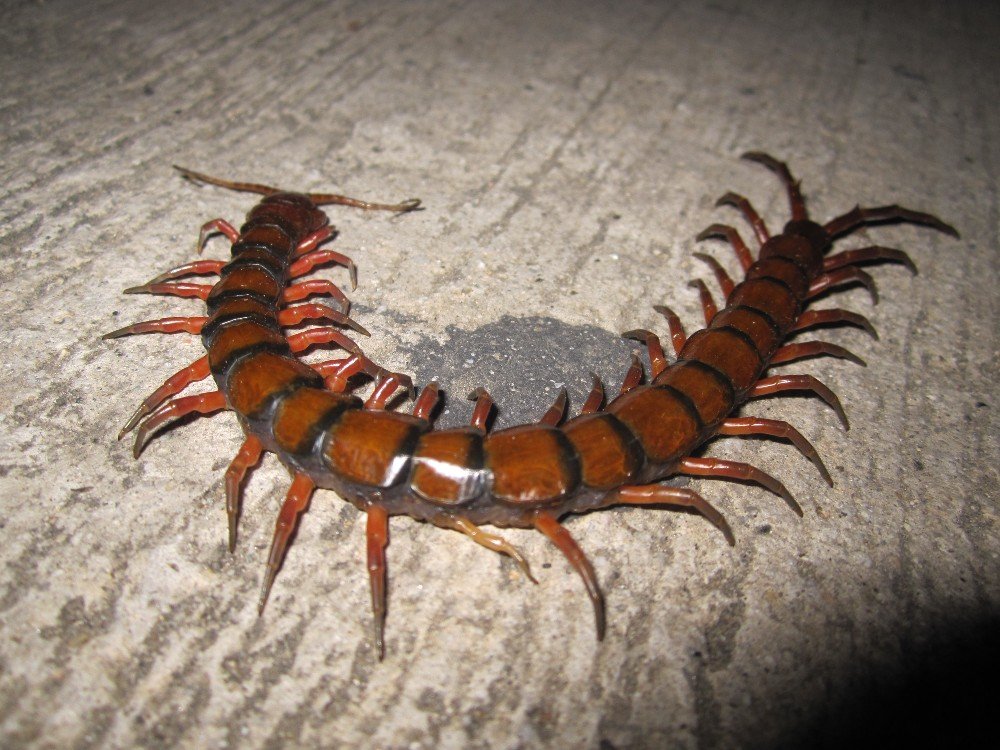 Porque voce nunca deve esmagar este bichinho se o encontrar