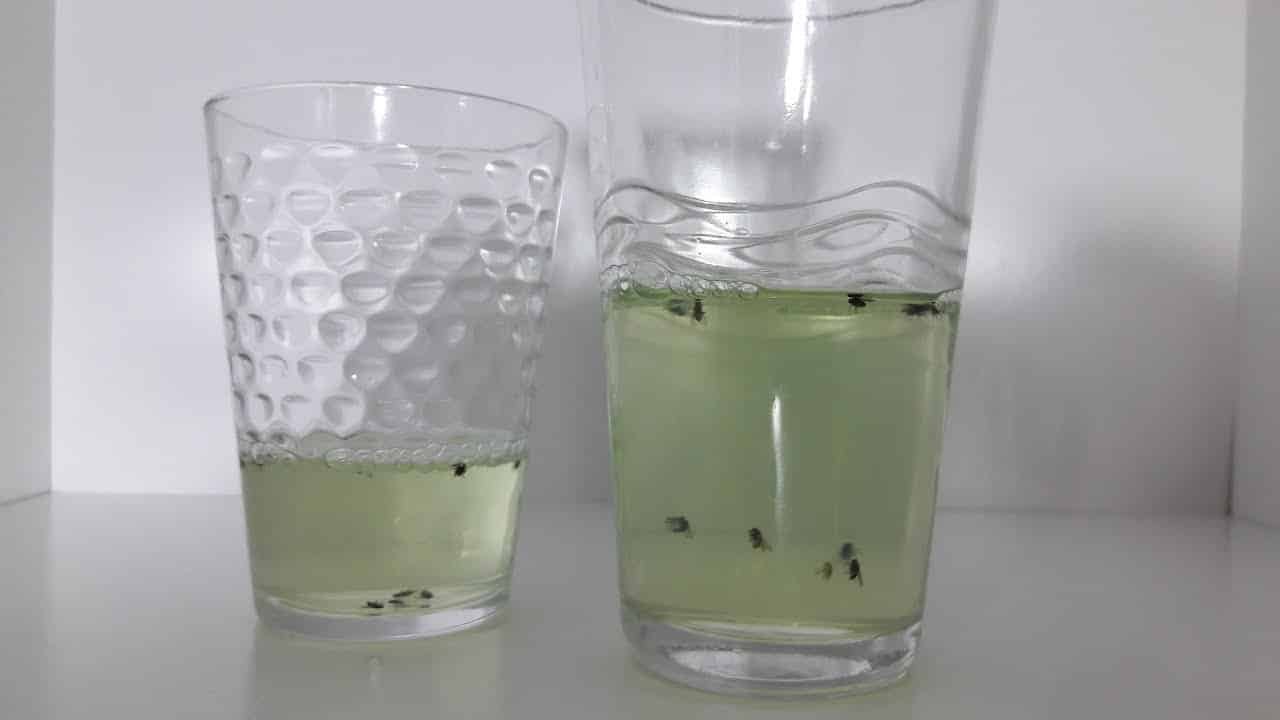 Receita caseira para acabar com mosquitinhos das frutas