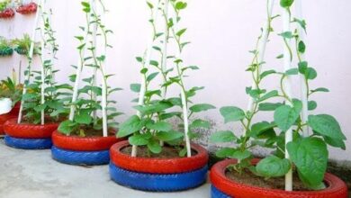 Recicle Pneus Velhos Para Plantar Verduras e Legumes Em sua Casa