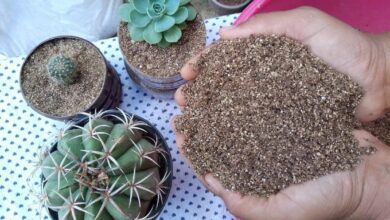 Substrato para Cactos e Suculentas