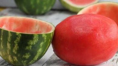 Surpreenda os amigos Veja como servir uma melancia sem casca Surpreenda os amigos! Veja como servir uma melancia sem casca