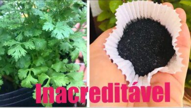 Turbine sua Planta com Esse Pó Incrível e Veja o Resultado