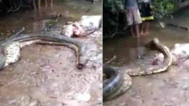Vídeo horripilante mostra sucuri gigante vomitando presa enorme; ela ficou com medo de humanos que filmavam