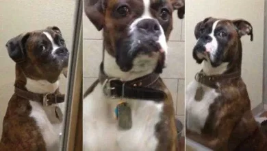 A família sai de férias sem o Boxer. Quando eles filmam a reação dele ao retornarem, é um pouco diferente do que esperavam.