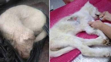 A vida dessa cadela atropelada e abandonada dentro de um saco mudou por causa de pessoas bondosas