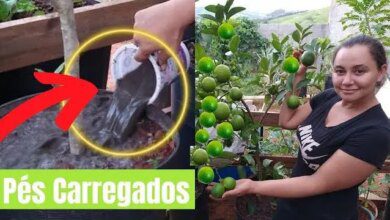 Adubo Super Potente e Nutritivo para Verduras