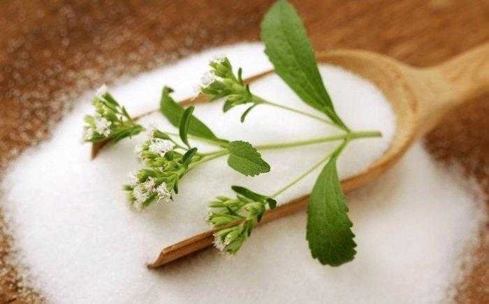 aprenda a cultivar stevia em casa Aprenda a cultivar stevia em casa