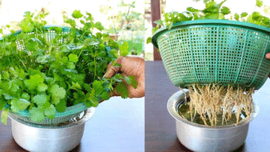 Cultivando coentro fresco em casa