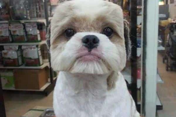 As 20 piores tosas e penteados em cães e gatos