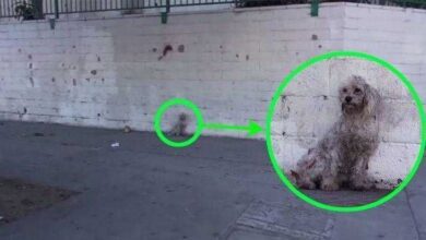 Atropelaram este pobre cão com o carro… Mas o que aconteceu em seguida foi incrível!