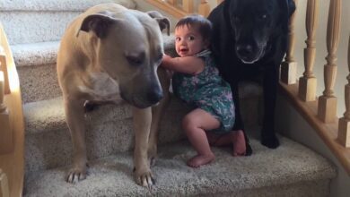 Bebê tenta subir as escadas. Agora veja o que seus cachorros fazem!