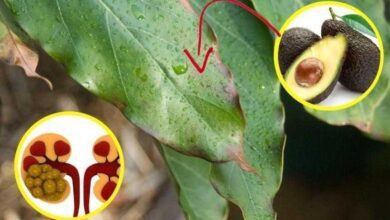 Benefícios da folha de abacate