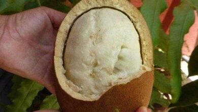 Benefícios e propriedades do cupuaçu