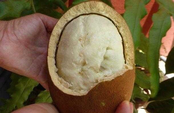 beneficios e propriedades do cupuacu Benefícios e propriedades do cupuaçu