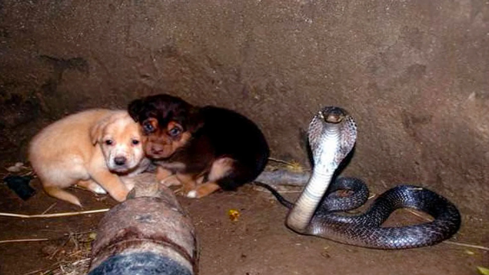 cachorrinhos caem dentro de poco e encontram uma cobra o f39807e915b5b4c7b472a9d05e9111df