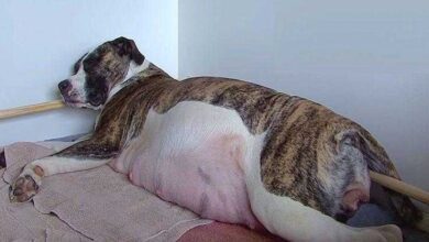 Cadela passa por parto inacreditável e dá à luz 13 filhotes saudáveis